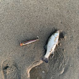 セイゴ（マルスズキ）