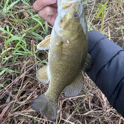 スモールマウスバス