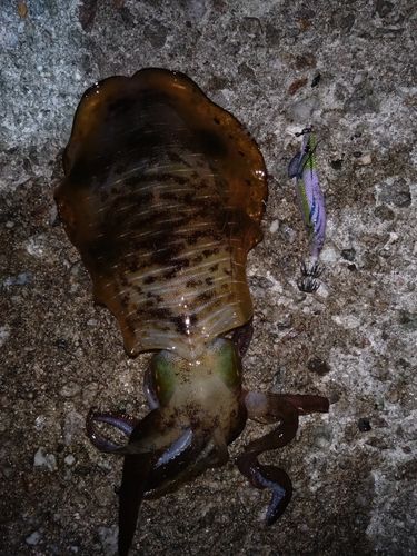 アオリイカの釣果