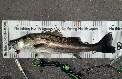 シーバスの釣果