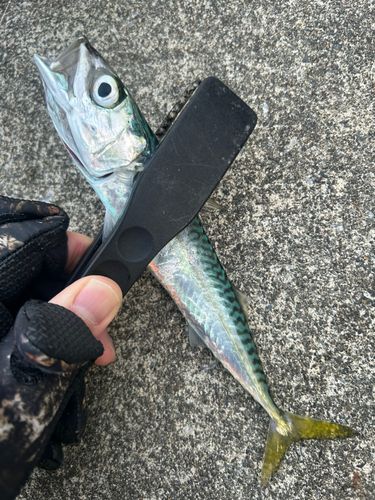 サバの釣果