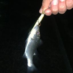 セイゴ（マルスズキ）