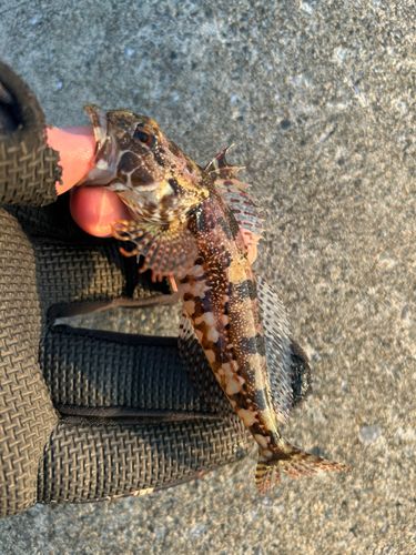 アナハゼの釣果