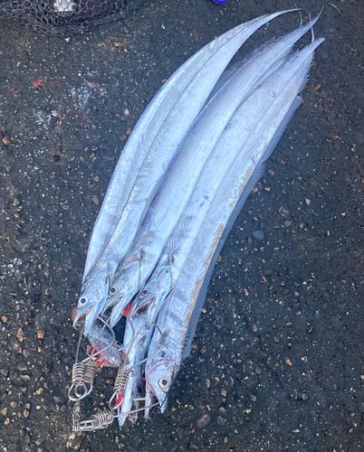 タチウオの釣果