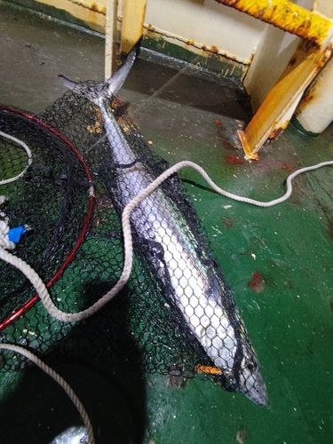 サワラの釣果