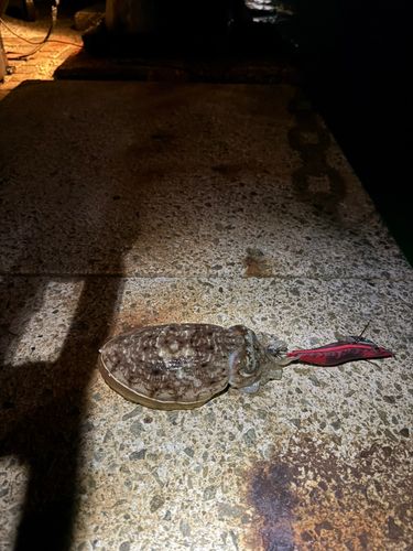 コウイカの釣果