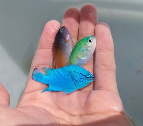 スズメダイの釣果