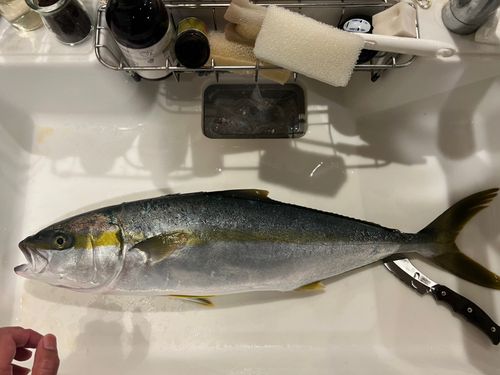 ヒラマサの釣果