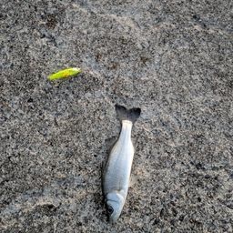 セイゴ（ヒラスズキ）