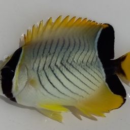 チョウチョウウオ