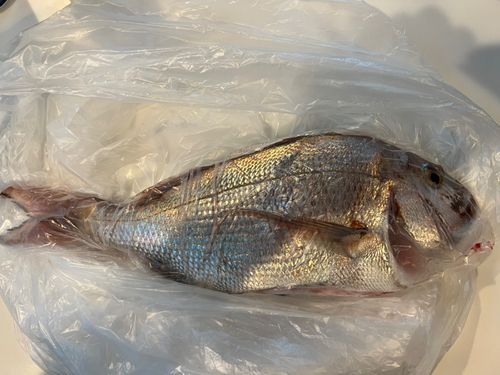 タイの釣果