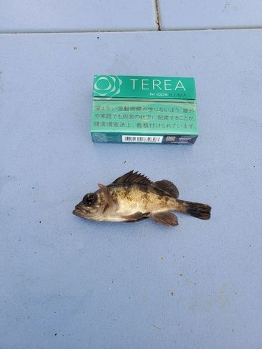 相馬港釣り桟橋