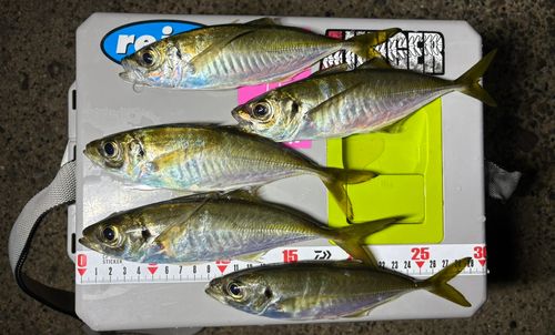 マアジの釣果