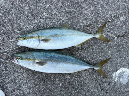 周防大島（屋代島）