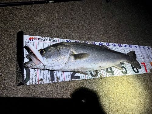 シーバスの釣果