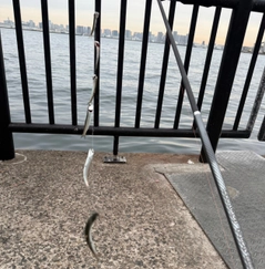 カタクチイワシの釣果