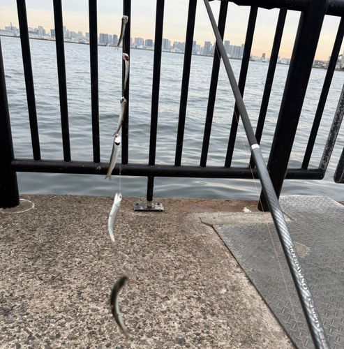 カタクチイワシの釣果