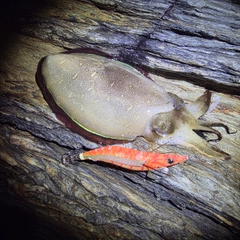 コウイカの釣果