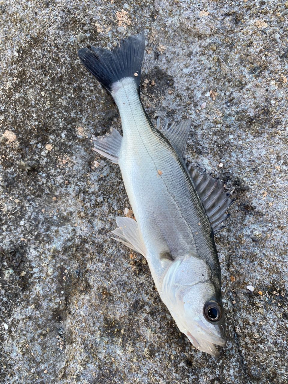 セイゴ（マルスズキ）