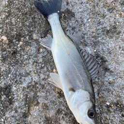 セイゴ（マルスズキ）