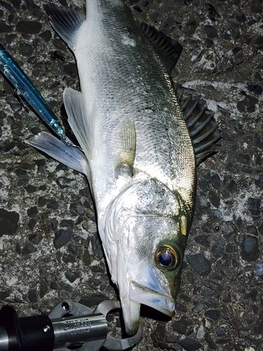 ヒラスズキの釣果