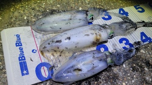 出雲崎町フィッシングブリッジ