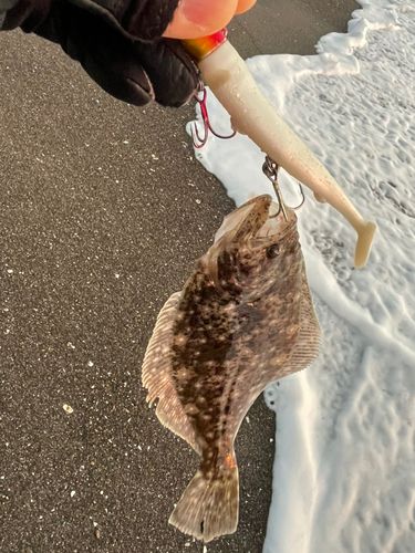 ヒラメの釣果