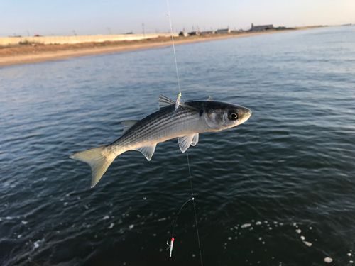 鈴鹿川派川河口