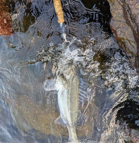 セイゴ（マルスズキ）の釣果