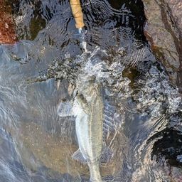 セイゴ（マルスズキ）