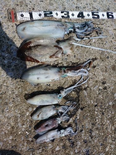 アオリイカの釣果