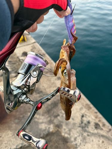 アオリイカの釣果