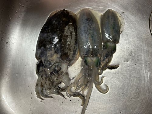 イカの釣果