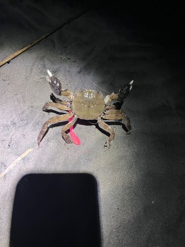 シタビラメの釣果