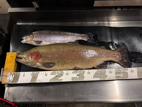 ニジマスの釣果