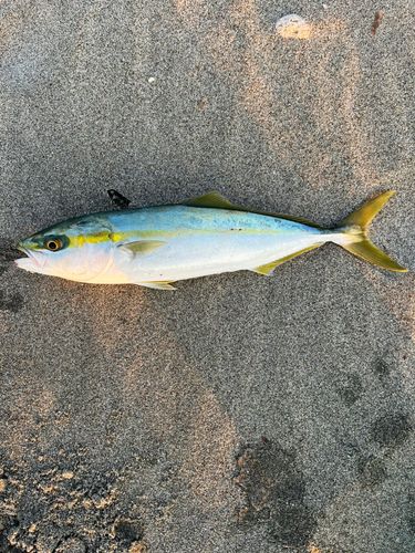 ツバスの釣果