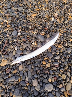 タチウオの釣果