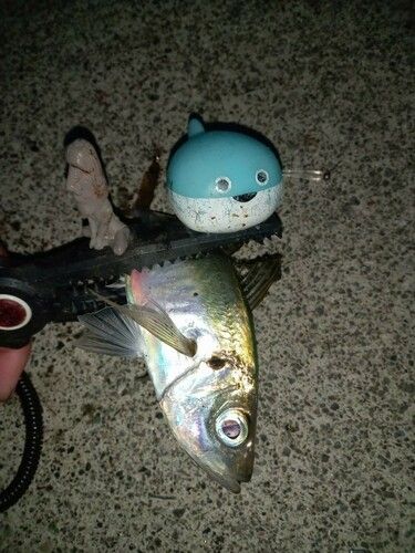 マアジの釣果