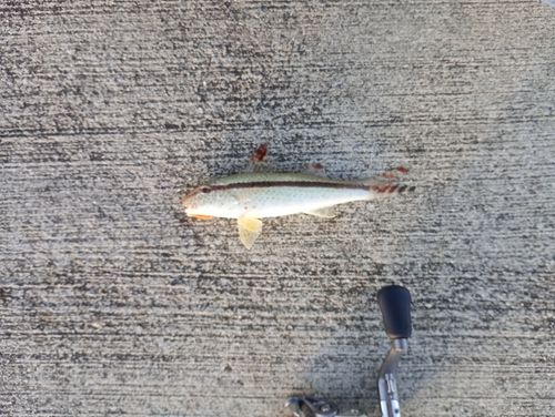 ヨメヒメジの釣果