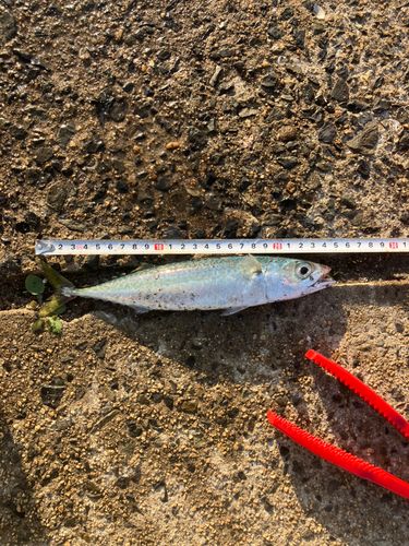 サバの釣果