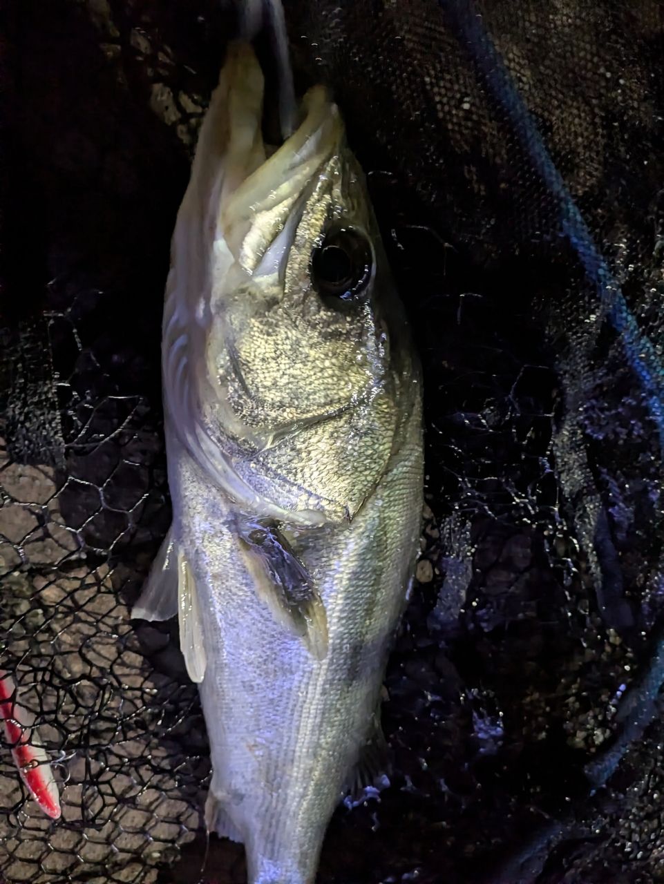 DAIWA 21モアザン ブランジーノ EX AGS 87LMLの最安値・インプレ・釣果