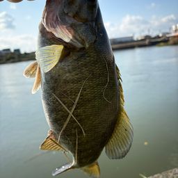 スモールマウスバス