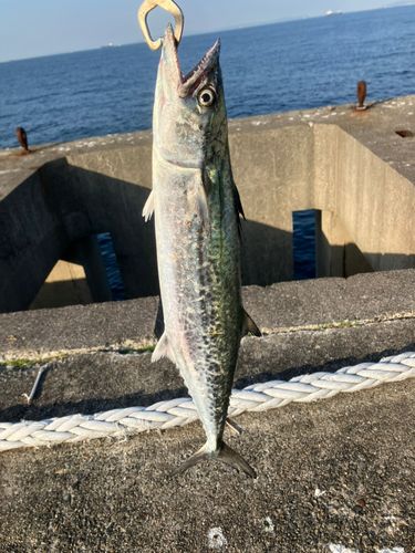 サゴシの釣果