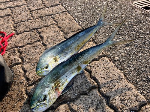 鞠山海遊パーク