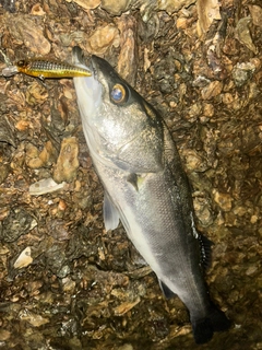 マルスズキの釣果