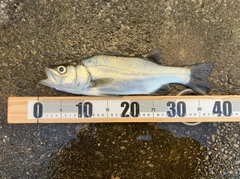 ヒラスズキの釣果