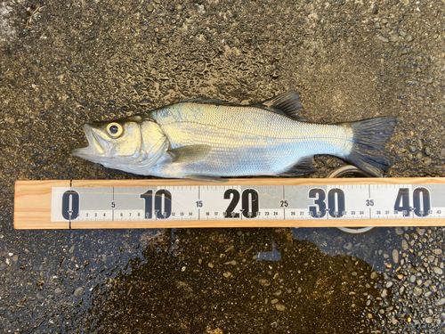 ヒラスズキの釣果