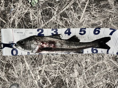 荒川河川敷運動公園