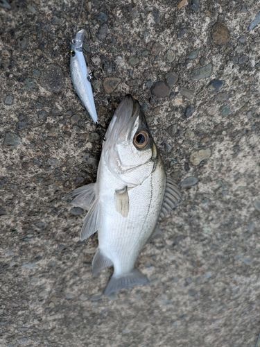 セイゴ（ヒラスズキ）の釣果