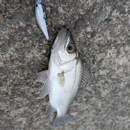 セイゴ（ヒラスズキ）